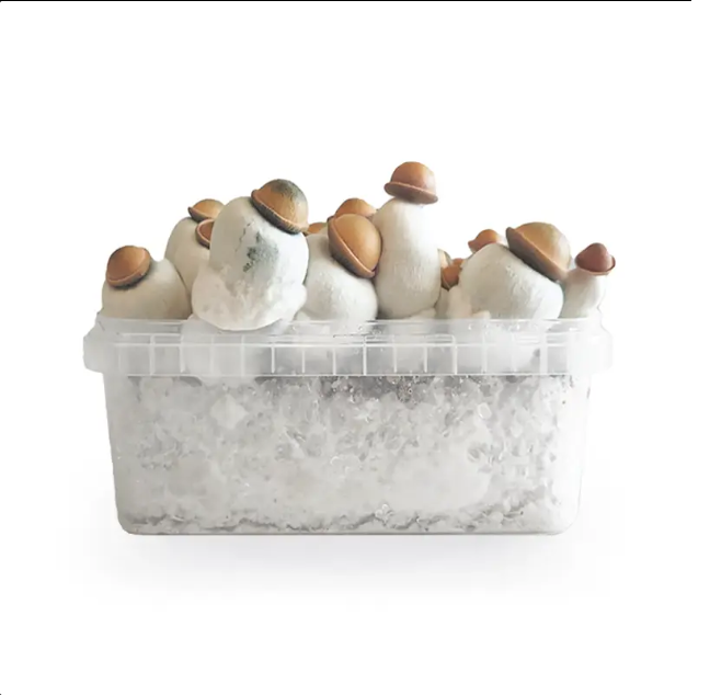 Kit de Cultivo Completo DOCDOCO