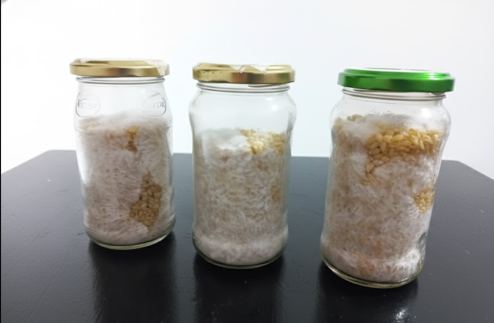 Micelio en grano DOCDOCO